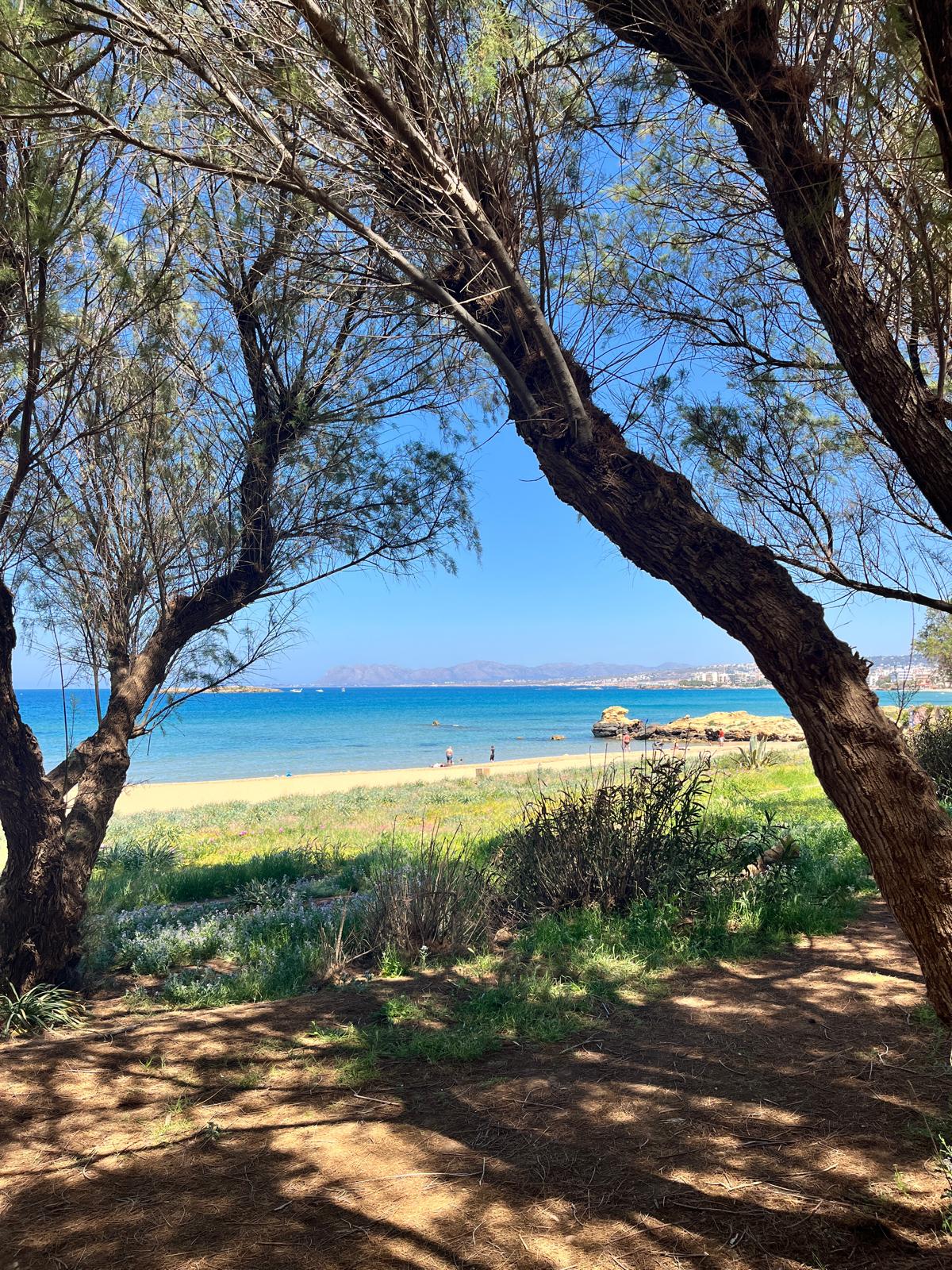 A sunny view of a sandy beach and blue ocean framed by the dark trunks and branches of coastal trees, creating a natural window to the sea.