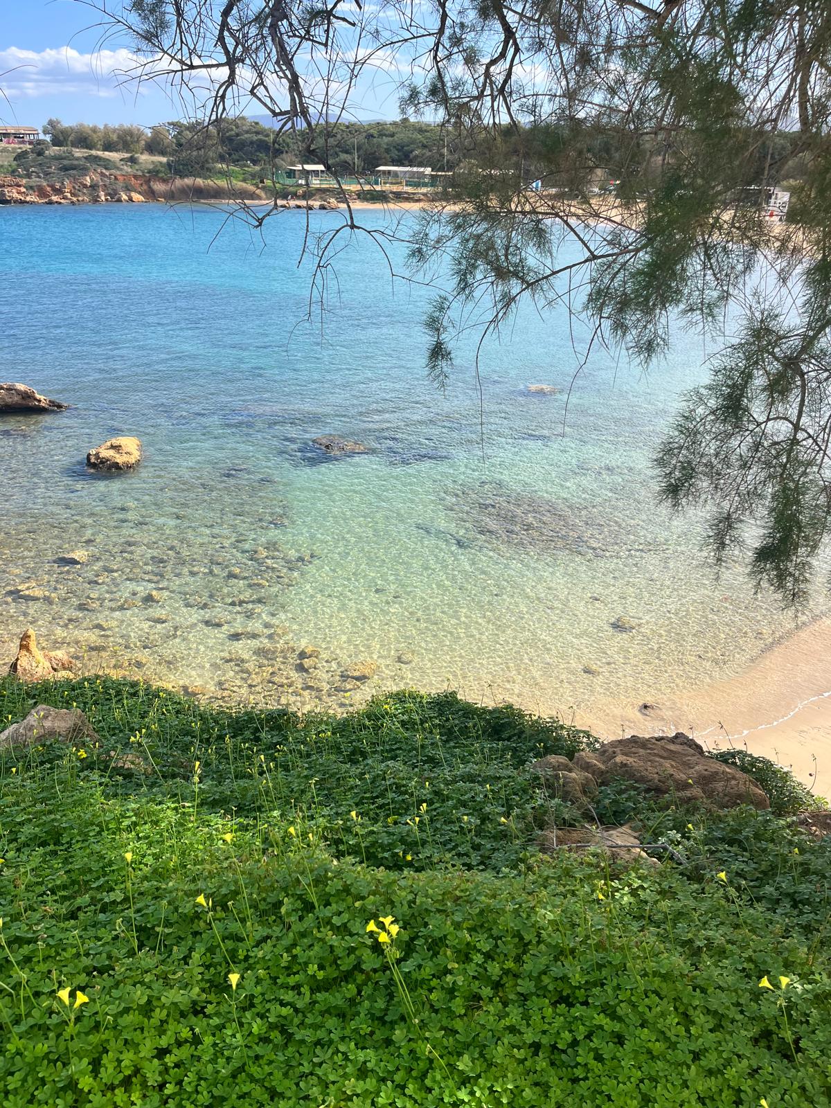Sunny Mediterranean beach view with clear blue water, rocks, and blooming green grass.