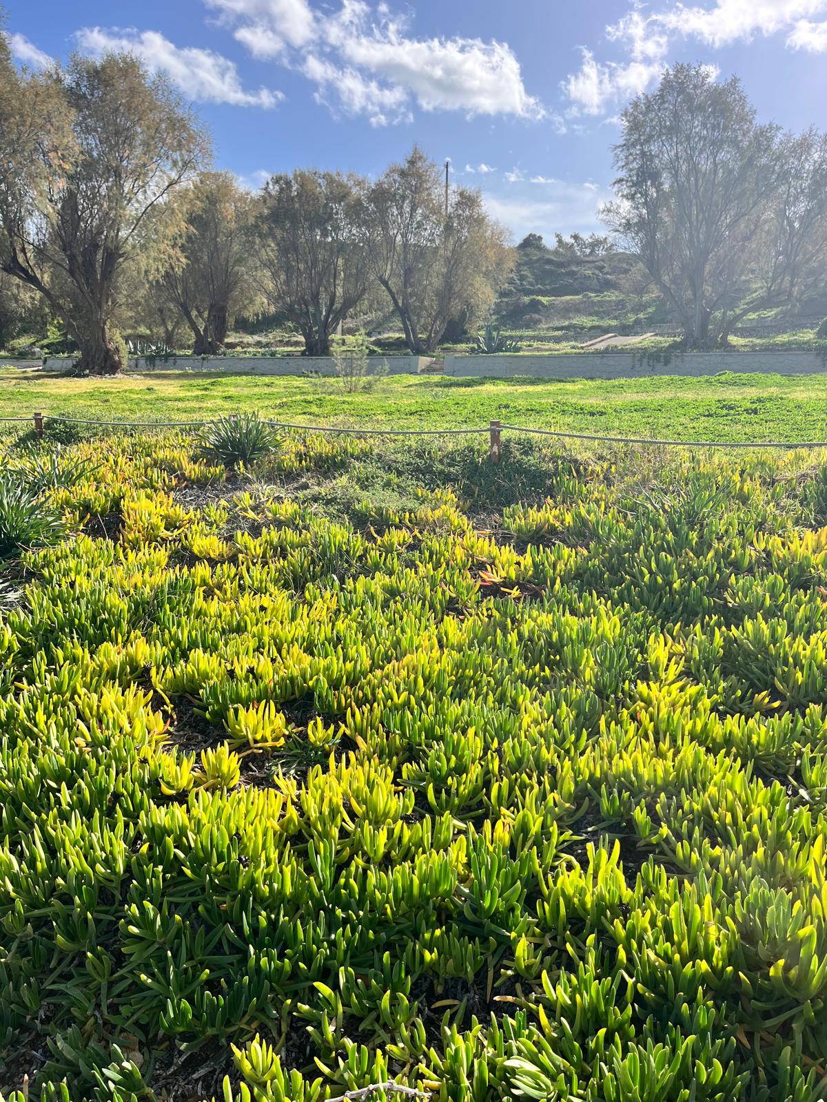 A field of lush green and yellow succulent groundcover basking in bright sunlight, with olive trees and a soft blue sky in the background.