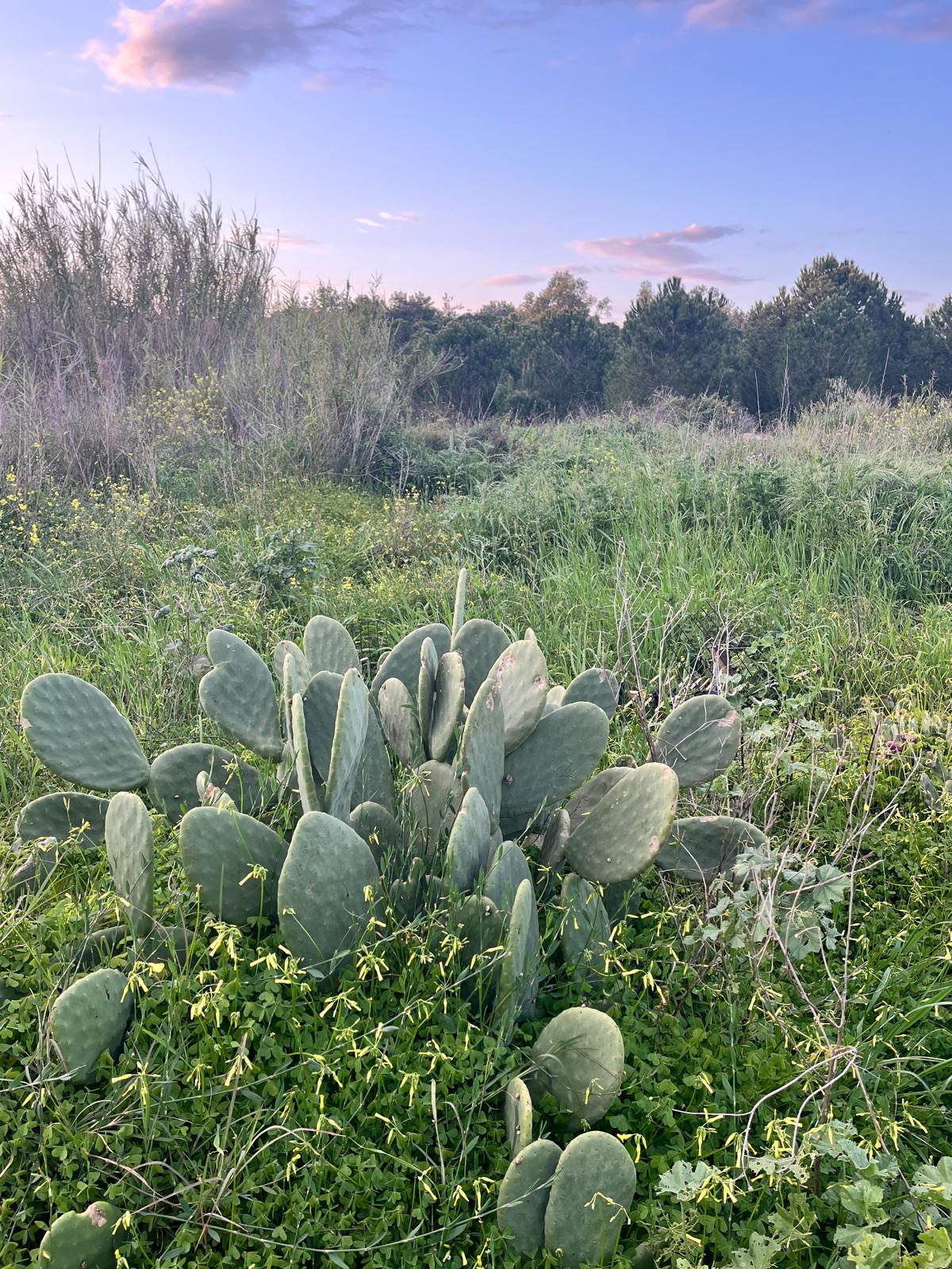 A large prickly pear cactus growing in a wild green meadow at twilight, with a soft pink and blue sunset sky and a forest in the distance.