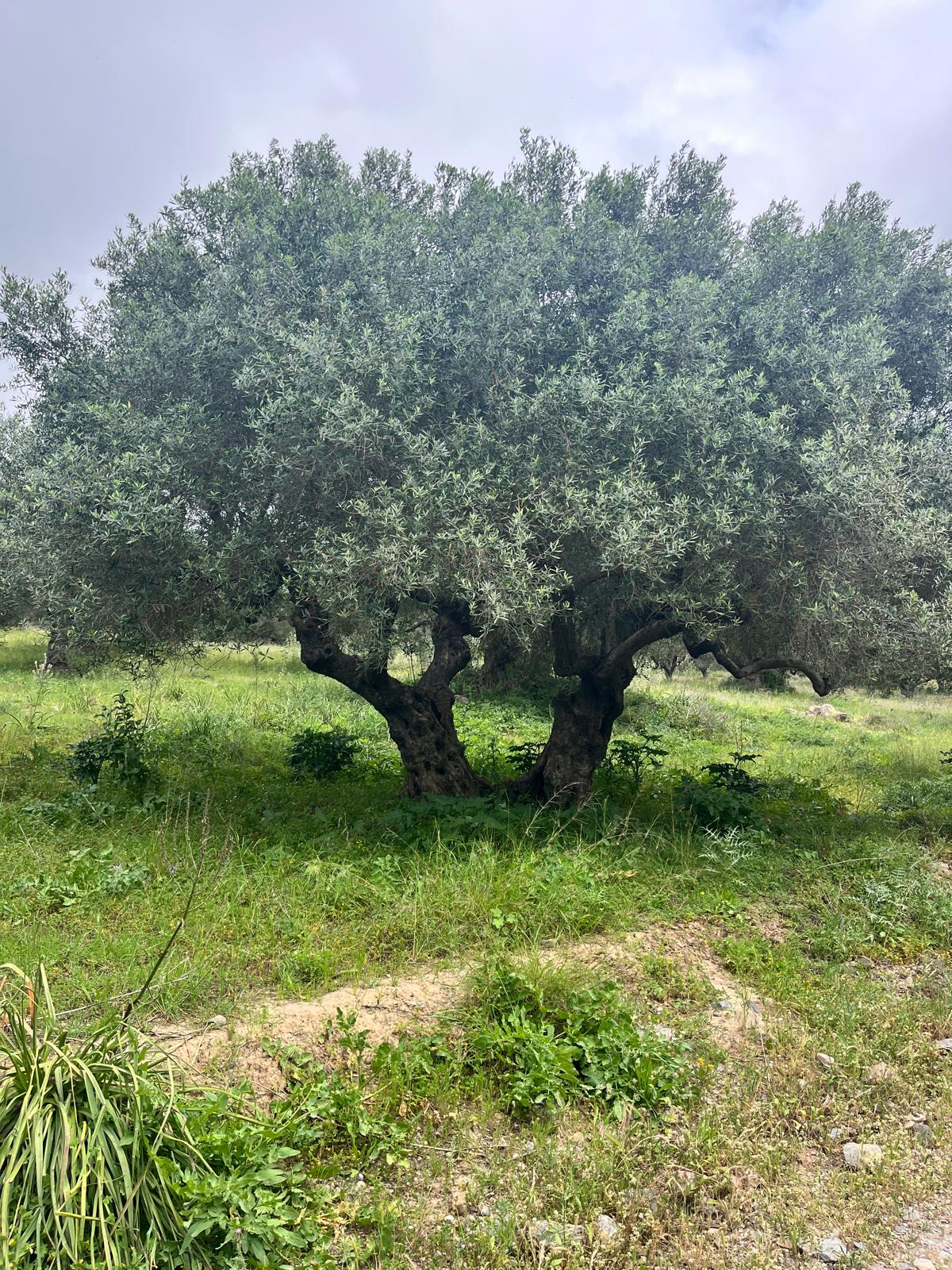 Ancient olive tree with lush green leaves in a meadow under an overcast sky.