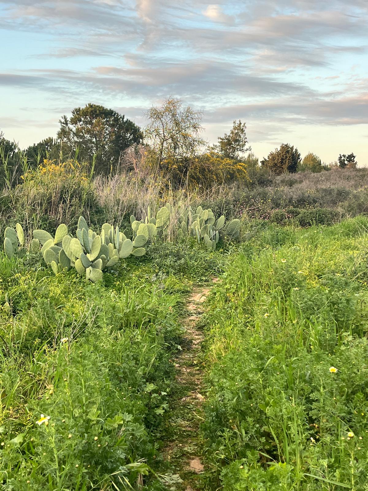 A peaceful nature trail surrounded by vibrant greenery and cacti, representing a path to healing and growth for In Her Body.